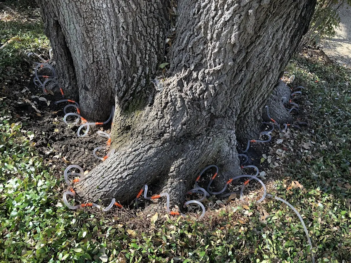 Detailed Tree Cabling and Bracing job site in Gold Creek