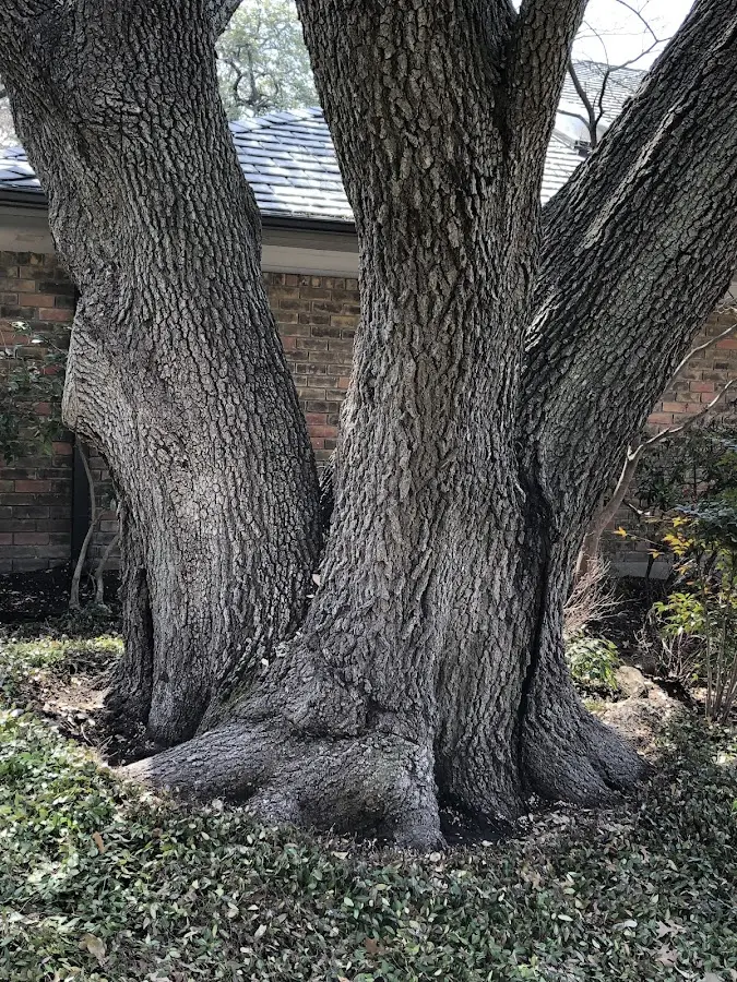 Mature heritage tree close to a Gold Creek property cared for by certified arborists